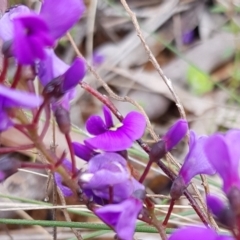 Hardenbergia violacea at Hackett, ACT - 8 Sep 2022 10:42 AM