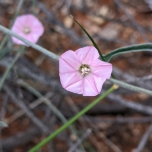 Convolvulus erubescens at Broken Hill, NSW - 1 Sep 2022 03:01 PM