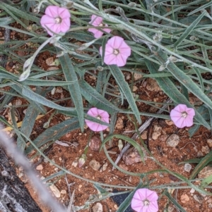 Convolvulus erubescens at Broken Hill, NSW - 1 Sep 2022 03:01 PM