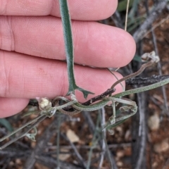 Convolvulus erubescens at Broken Hill, NSW - 1 Sep 2022