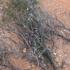 Convolvulus erubescens at Broken Hill, NSW - 1 Sep 2022 03:01 PM