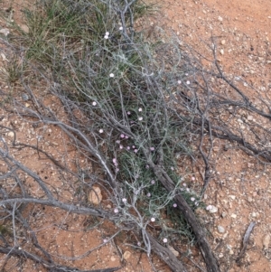 Convolvulus erubescens at Broken Hill, NSW - 1 Sep 2022