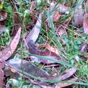 Pterostylis nutans at Stroud, NSW - suppressed