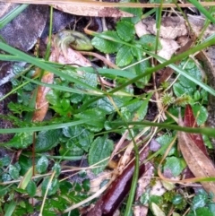 Pterostylis nutans at Stroud, NSW - 3 Sep 2022