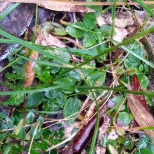 Pterostylis nutans at Stroud, NSW - 3 Sep 2022