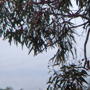 Todiramphus pyrrhopygius (Red-backed Kingfisher) at Broken Hill, NSW by Darcy