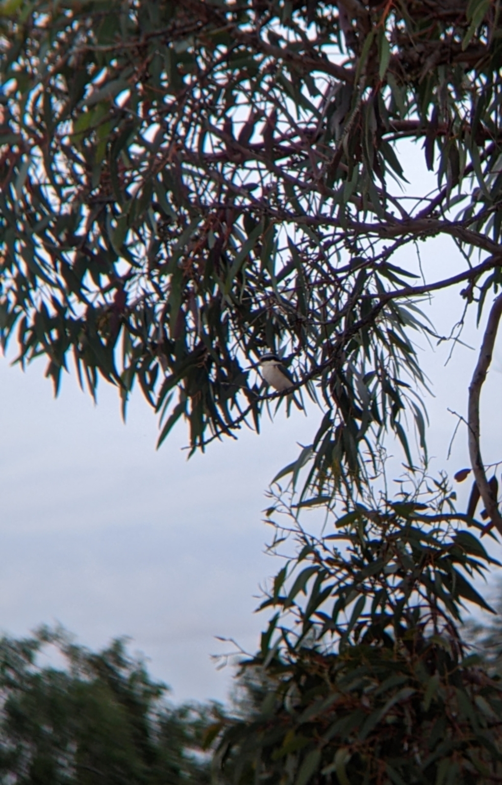Todiramphus pyrrhopygius at Broken Hill, NSW - 1 Sep 2022