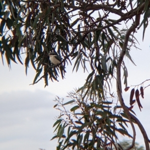 Todiramphus pyrrhopygius at Broken Hill, NSW - 1 Sep 2022 03:05 PM