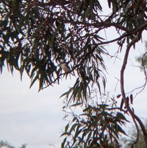 Todiramphus pyrrhopygius at Broken Hill, NSW - 1 Sep 2022