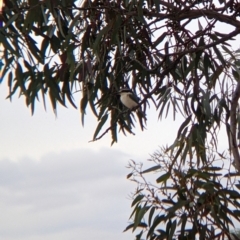 Todiramphus pyrrhopygius at Broken Hill, NSW - 1 Sep 2022 03:05 PM