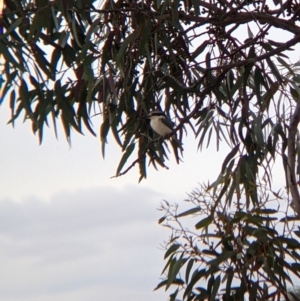 Todiramphus pyrrhopygius at Broken Hill, NSW - 1 Sep 2022