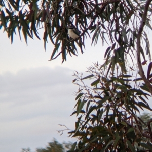 Todiramphus pyrrhopygius at Broken Hill, NSW - 1 Sep 2022