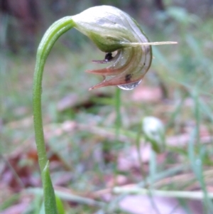 Pterostylis nutans at Stroud, NSW - suppressed