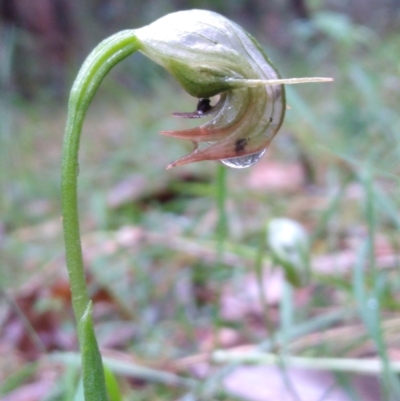 Pterostylis nutans (Nodding Greenhood) at Stroud, NSW - 3 Sep 2022 by MaartjeSevenster