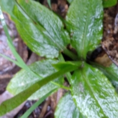 Pterostylis nutans at Stroud, NSW - suppressed