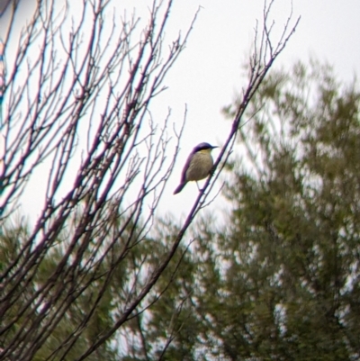 Gavicalis virescens (Singing Honeyeater) at Broken Hill, NSW - 1 Sep 2022 by Darcy