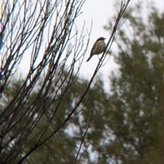 Gavicalis virescens at Broken Hill, NSW - 1 Sep 2022