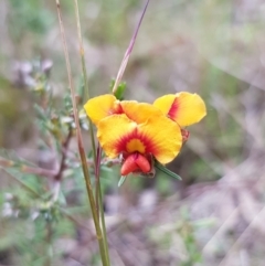 Dillwynia sericea (Egg And Bacon Peas) at Mount Majura - 8 Sep 2022 by HappyWanderer