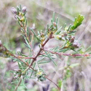 Dillwynia sericea at Watson, ACT - 8 Sep 2022