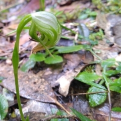 Pterostylis nutans (Nodding Greenhood) at Stroud, NSW - 3 Sep 2022 by MaartjeSevenster