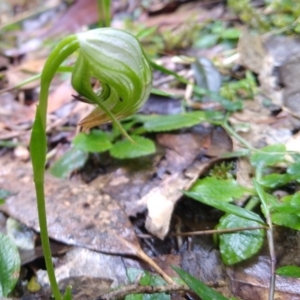 Pterostylis nutans at Stroud, NSW - suppressed