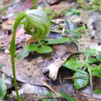 Pterostylis nutans (Nodding Greenhood) at Stroud, NSW - 3 Sep 2022 by MaartjeSevenster