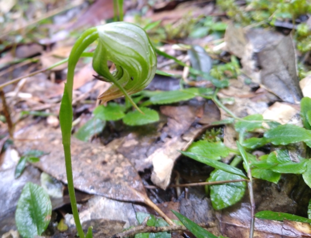 Pterostylis nutans at suppressed - 3 Sep 2022