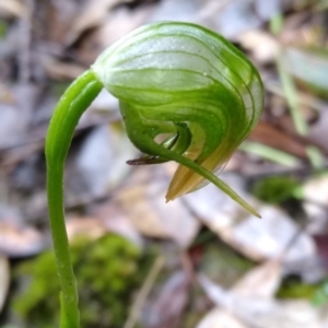 Pterostylis nutans at Stroud, NSW - suppressed