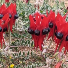 Swainsona formosa (Sturt's Desert Pea) at Broken Hill, NSW - 1 Sep 2022 by Darcy