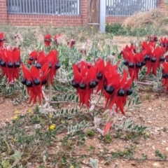 Swainsona formosa at Broken Hill, NSW - 1 Sep 2022