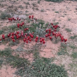 Swainsona formosa at Broken Hill, NSW - 1 Sep 2022