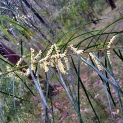 Acacia longissima (Long-leaf Wattle) at Stroud, NSW - 3 Sep 2022 by MaartjeSevenster