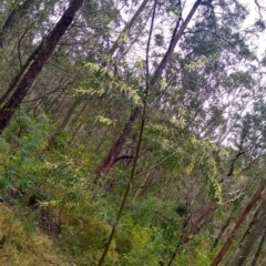Acacia longissima at Stroud, NSW - suppressed