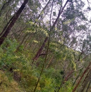 Acacia longissima at Stroud, NSW - 3 Sep 2022