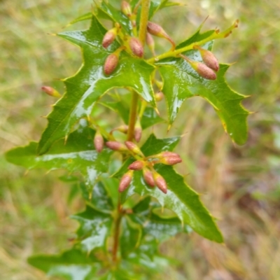 Podolobium ilicifolium (Prickly Shaggy-pea) at Stroud, NSW - 3 Sep 2022 by MaartjeSevenster