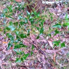 Podolobium ilicifolium at Stroud, NSW - suppressed