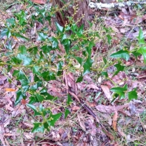 Podolobium ilicifolium at Stroud, NSW - suppressed