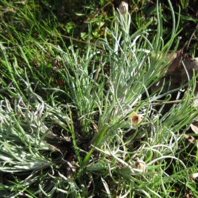 Leucochrysum albicans subsp. tricolor (Hoary Sunray) at Molonglo Valley, ACT - 5 Sep 2022 by sangio7