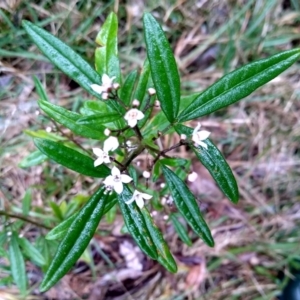 Zieria smithii at Stroud, NSW - suppressed