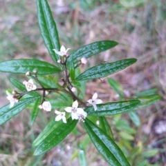 Zieria smithii at Stroud, NSW - 3 Sep 2022