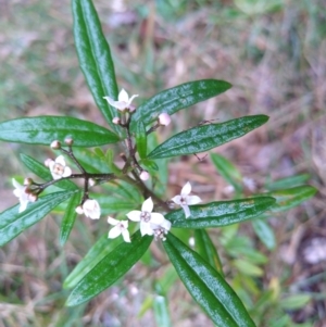 Zieria smithii at Stroud, NSW - suppressed