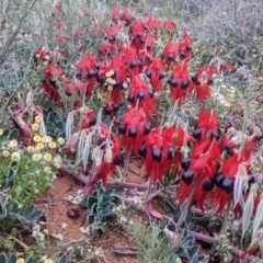 Swainsona formosa (Sturt's Desert Pea) at Living Desert State Park - 1 Sep 2022 by Darcy