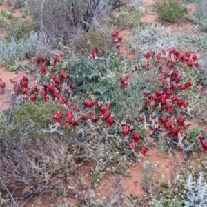 Swainsona formosa at Silverton, NSW - 1 Sep 2022