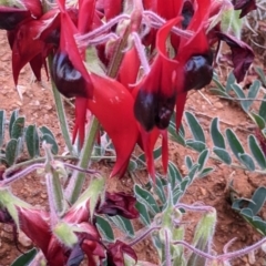 Swainsona formosa (Sturt's Desert Pea) at Living Desert State Park - 1 Sep 2022 by Darcy