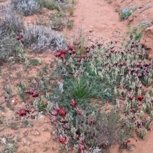 Swainsona formosa at Silverton, NSW - 1 Sep 2022