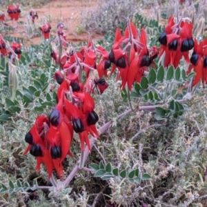 Swainsona formosa at Silverton, NSW - 1 Sep 2022