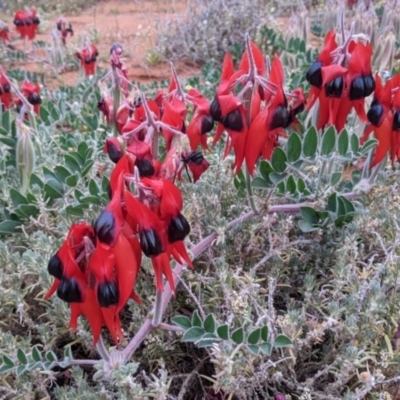 Swainsona formosa (Sturt's Desert Pea) at Living Desert State Park - 1 Sep 2022 by Darcy