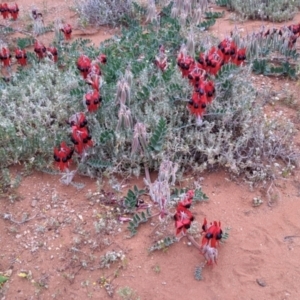 Swainsona formosa at Silverton, NSW - 1 Sep 2022