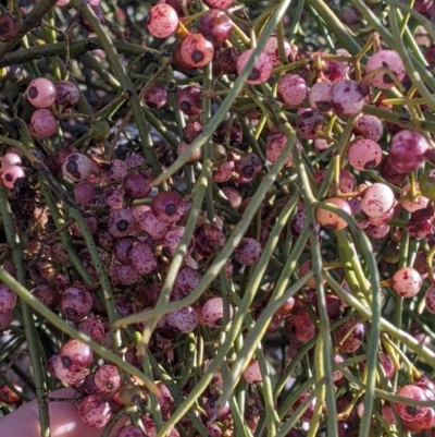 Amyema preissii (Wire-leaved Mistletoe) at Living Desert State Park - 2 Sep 2022 by Darcy