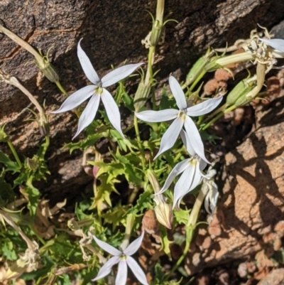 Isotoma petraea (Rock Isotome) at Living Desert State Park - 2 Sep 2022 by Darcy